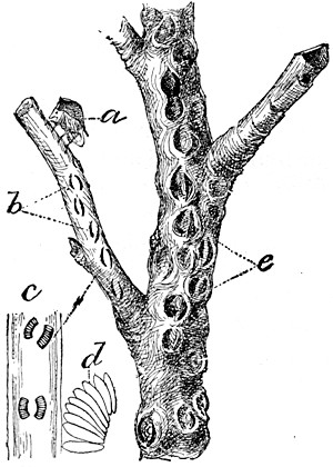 The Buffalo Tree Hopper and its work