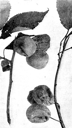 Brown rot of plums showing the small, grayish brown tufts of spores. Can be controlled by destroying mummies and thorough spraying.