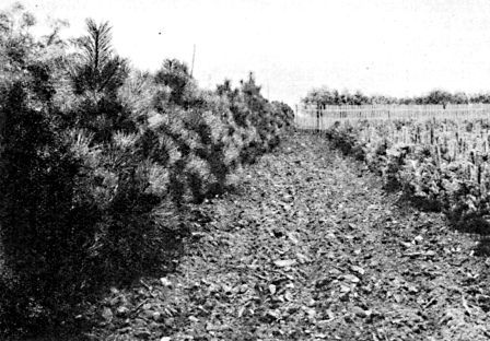 Ponderosa Pine windbreak—at Devil's Lake (N. D.) Nursery.