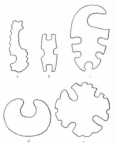 Fig. 40. Eccentrically shaped implements found at summit of     mound.